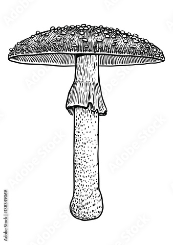 Fly agaric mushroom illustration, drawing, engraving, vector, line