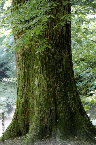 Tree trunk in green forest