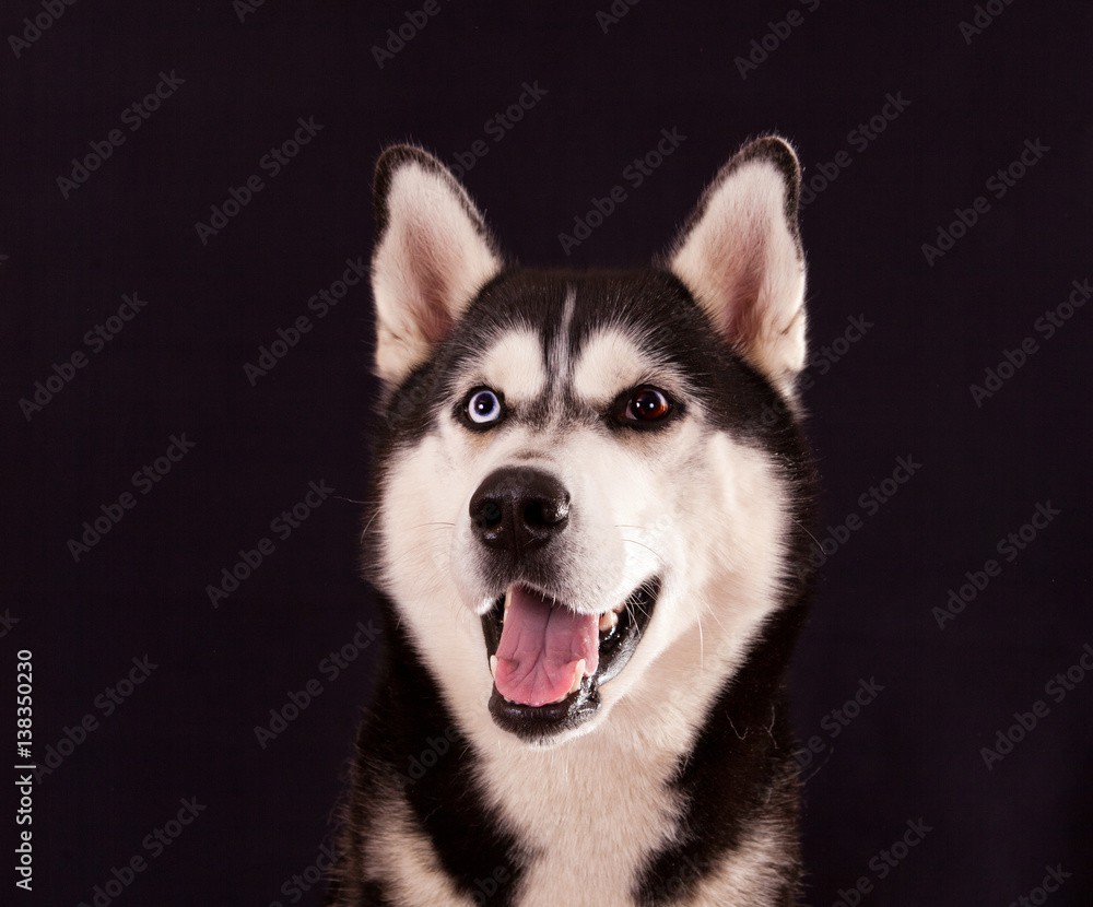 Portrait of a dog breed Siberian Husky on a black background
