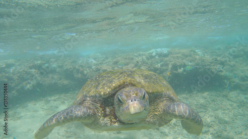 wild turtle swimming on the reef