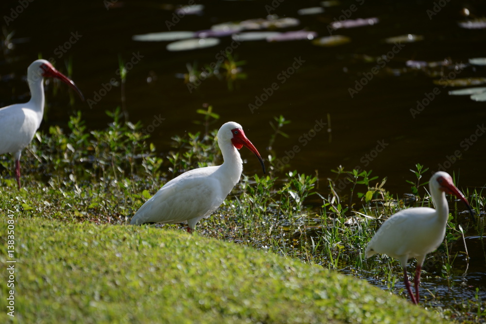 Obraz premium White Ibis
