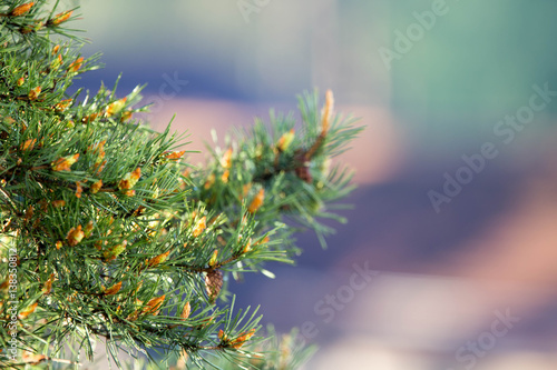 Pine branch with cones and with raindrops