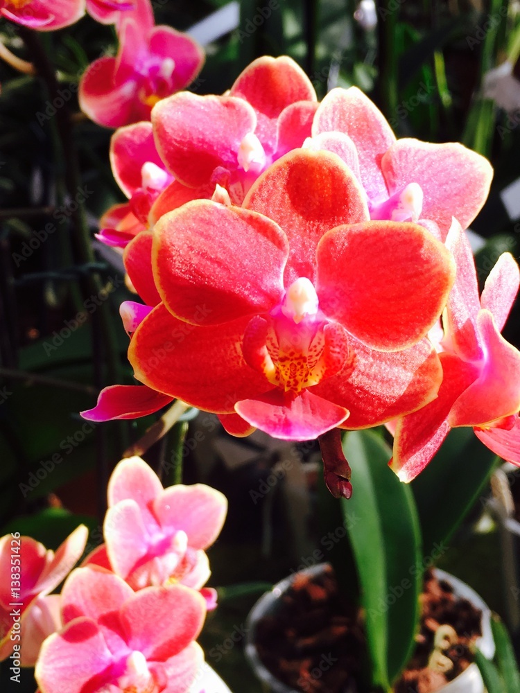 Orchidées Orchidées