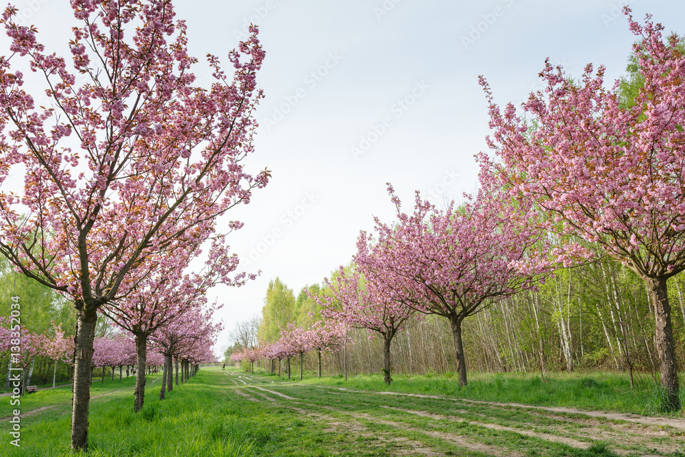 Japanese cherry blossoms