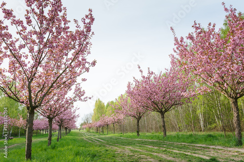 Japanese cherry blossoms © Berlin85