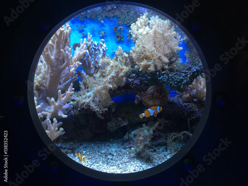 clownfish behind porthole