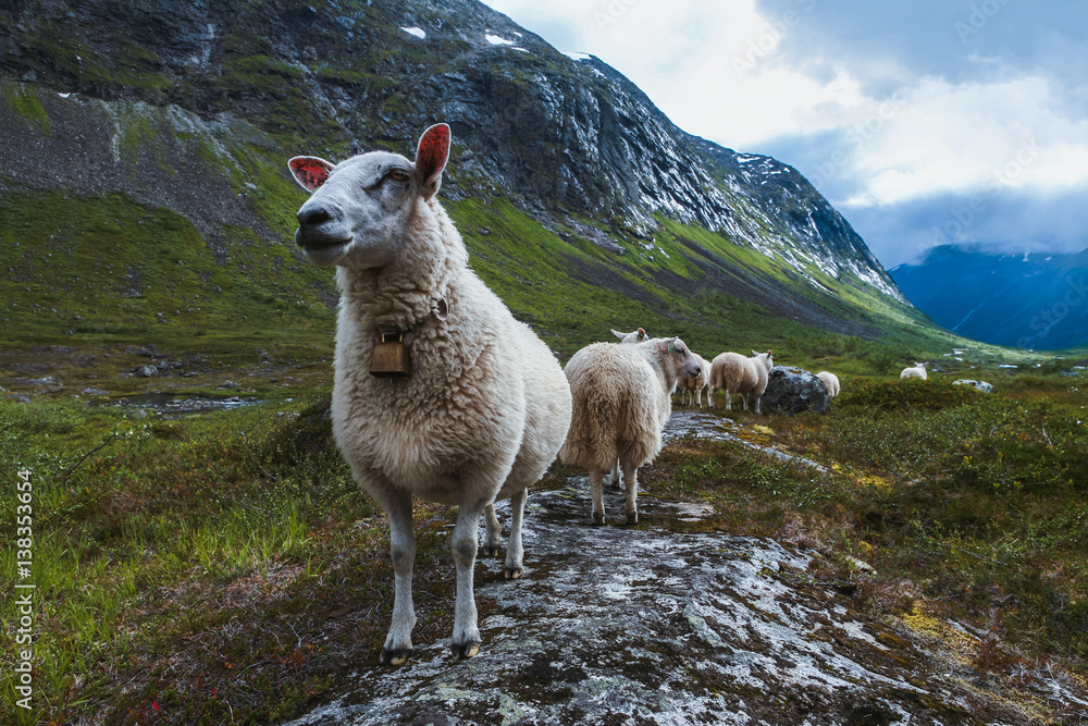 Fototapeta premium Flock of sheep in summer Scandinavia