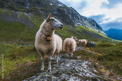 Flock of sheep in summer Scandinavia
