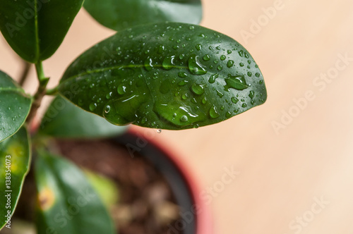 détail goutte de pluie sur feuille de ficus refusa en pot à bonsaï