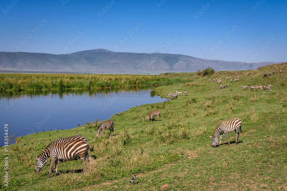 Naklejka premium Zebras grazing on hillside beside the hippo pond, Ngorongoro Crater, Tanzania, East Africa