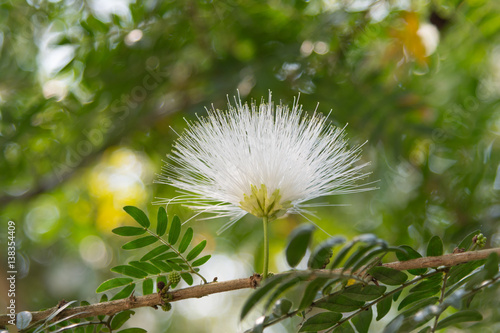 Silk plants