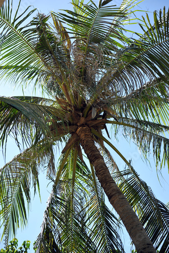 Coconut tree with nuts in Vietnam