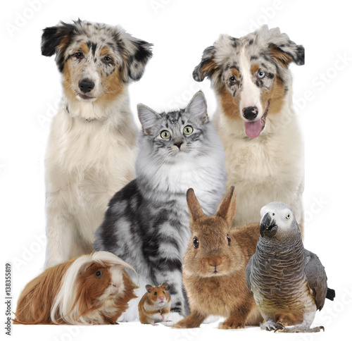 Gemischte Tiergruppe mit Hund,Katze,Nager,Vogel,Kaninchen