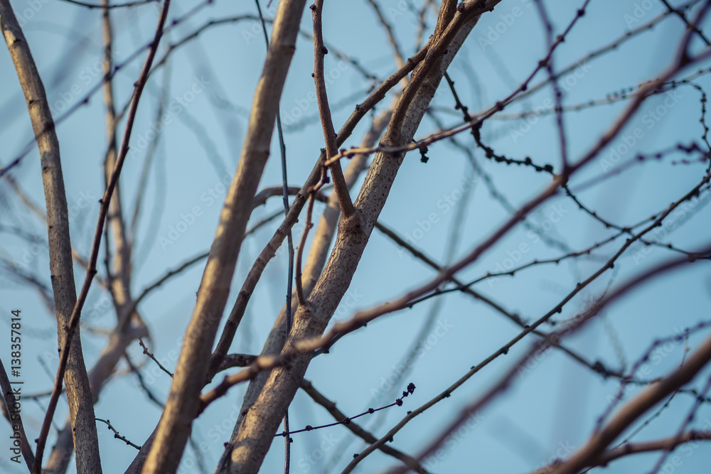 Branch tree close up in nature with blue sky background. Branch tree close up in nature with blue sky background.