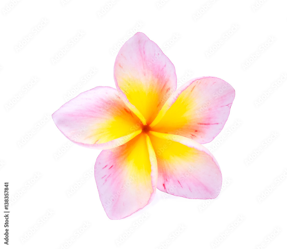 frangipani isolated on white background frangipani isolated on white background