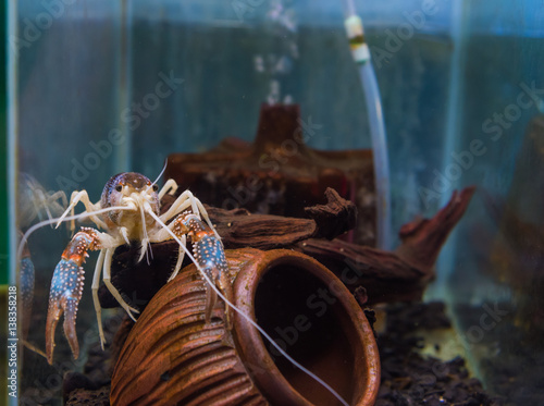 crayfish in aquarium tank