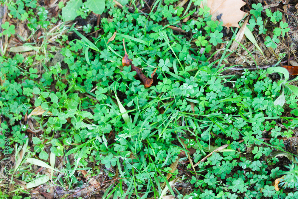 Clover and Dry Grass Close Up
