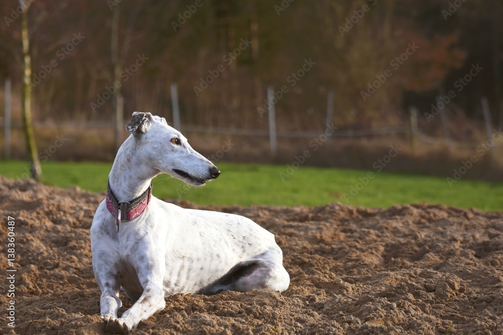 weißer Greyhound liegt im Sand