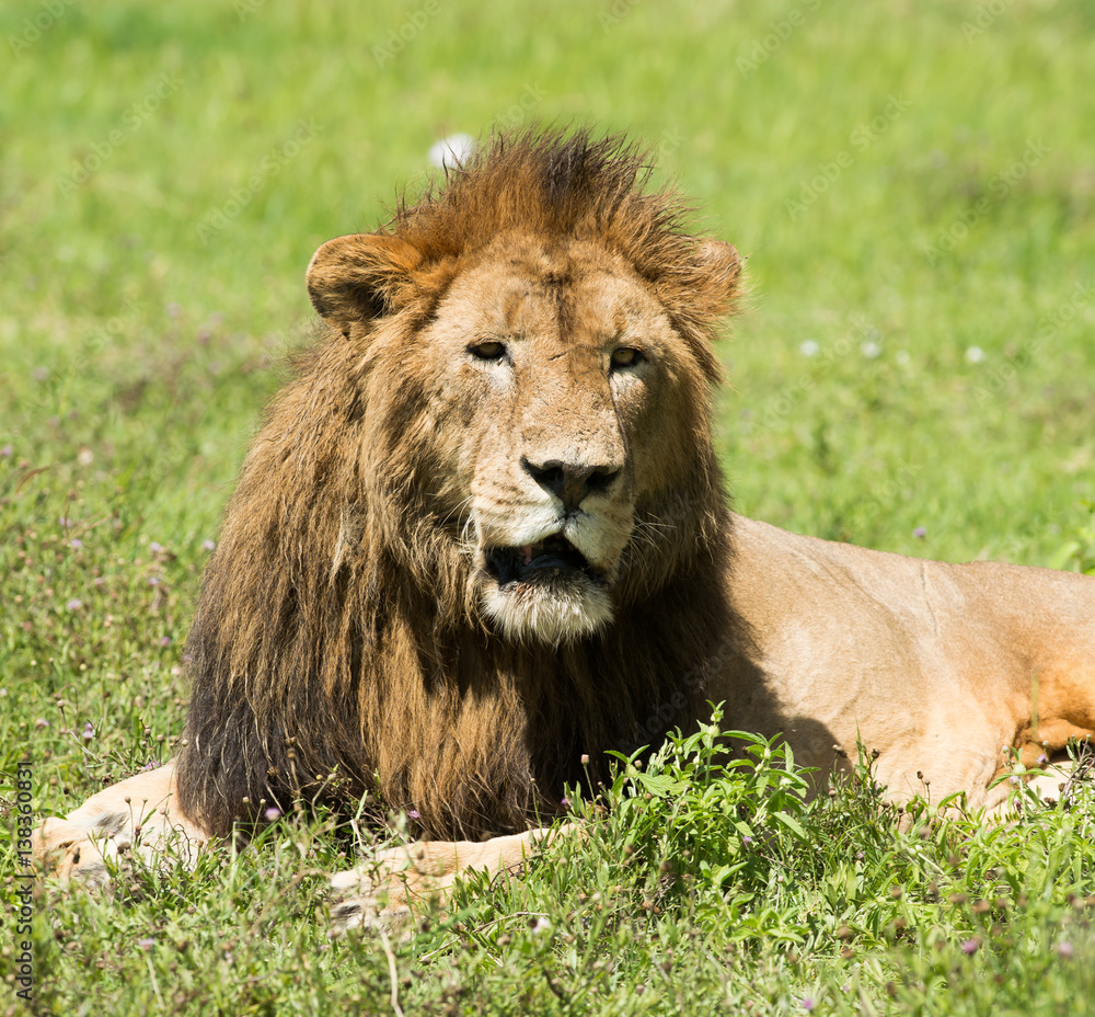 lion in Africa, tanzania
