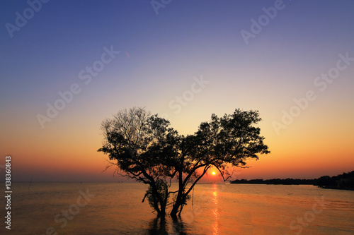 Beautiful Silhouette Sunset and Alone Mangrove tree in the shape of heart at tropical island in Indian Ocean. Tree and romantic sunset. Koh Tao popular tourist destination in Thailand. valentine day © nottsutthipong