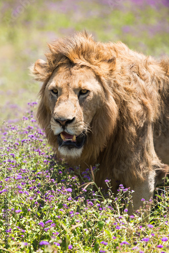 lion in Africa  tanzania