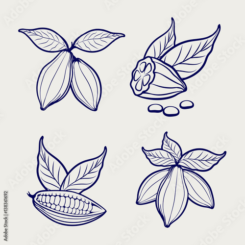 Sketch of cocoa beans and leaves on grey background. Vector illustration