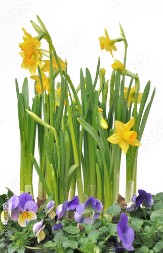 narcisses et violas isolées sur fond blanc