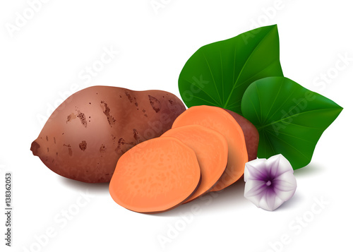Sweet potato with slices, flower and leaves isolated on white background. Vector illustration.