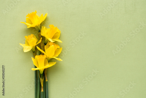 Fototapeta Naklejka Na Ścianę i Meble -  Arrangement of fresh yellow Jersey Pride daffodils lying on soft pale green textured background with lots of copy space. 
