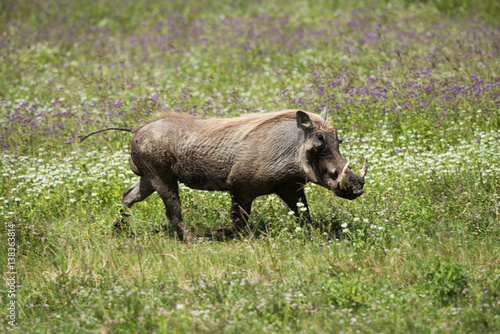 Boar in Africa, Tanzania