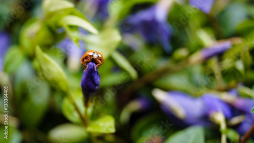 Harlequin ladybird looking directly at the camera perched on a purple flower
