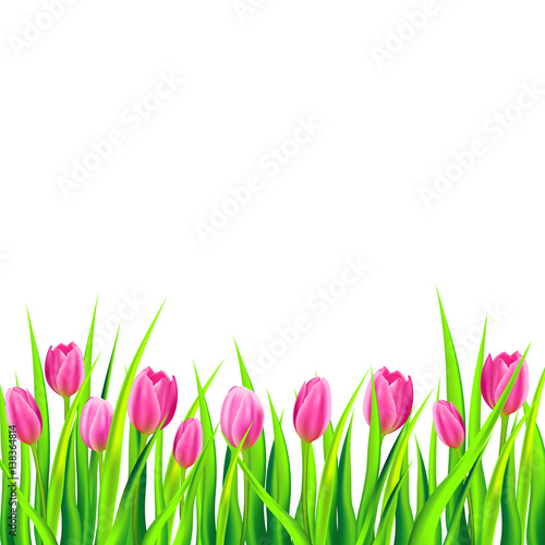 Spring background with pink tulips. Vector illustration.