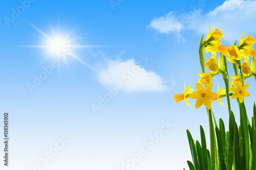 Fototapeta Naklejka Na Ścianę i Meble -  narzissen vor blauem himmel