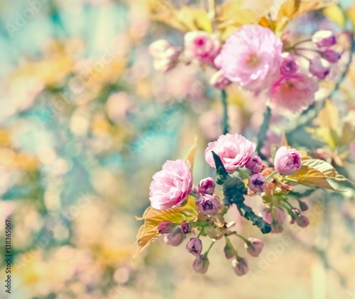   Flowering cherry branch - beautiful Japanese cherry tree 