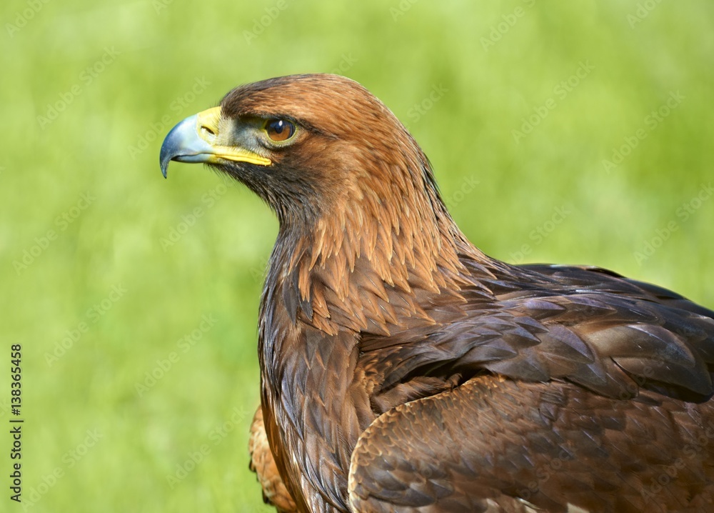 A Steller's sea-eagle (Haliaeetus pelagicus). Portrait of the eastern eagle on a green background. A Steller's sea-eagle (Haliaeetus pelagicus). Portrait of the eastern eagle on a green background.