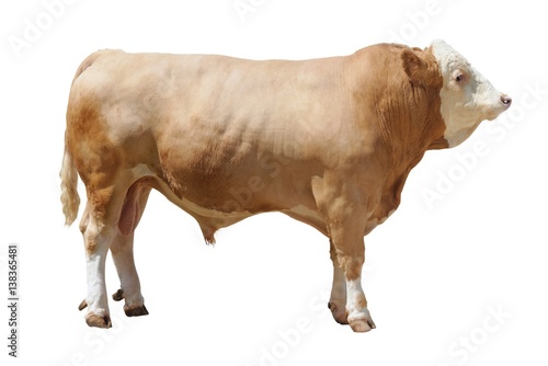 Photo of the breeding bull on a exhibition on a white background