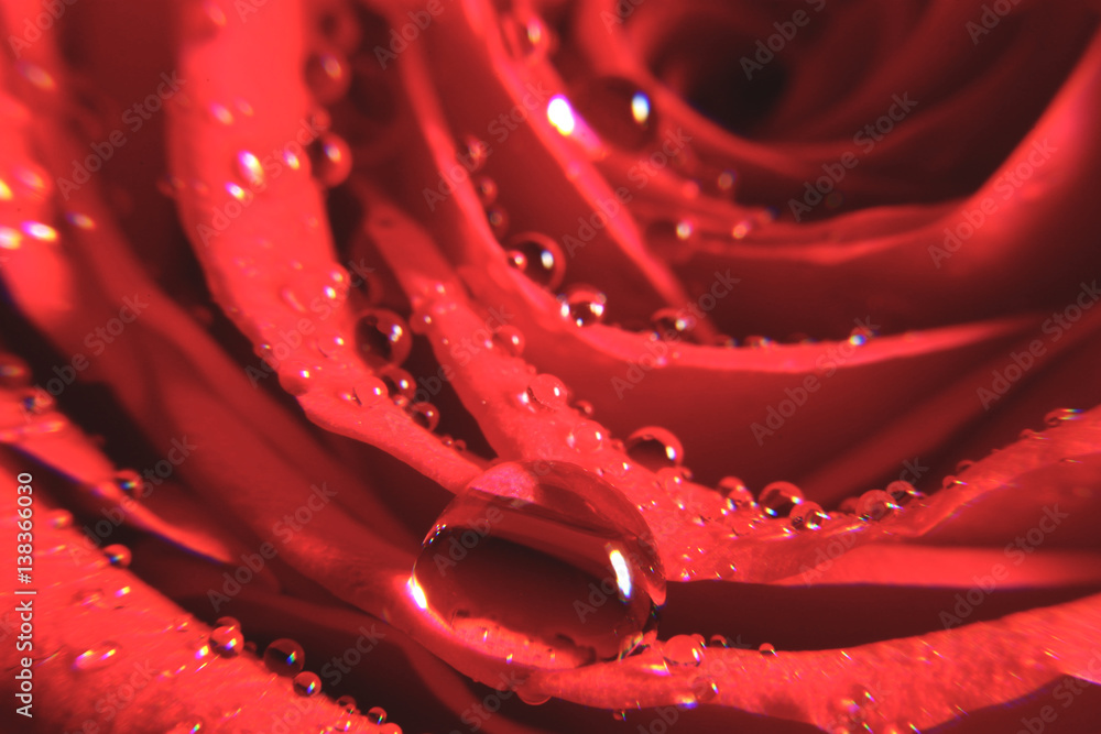 Naklejka premium Watered Rose