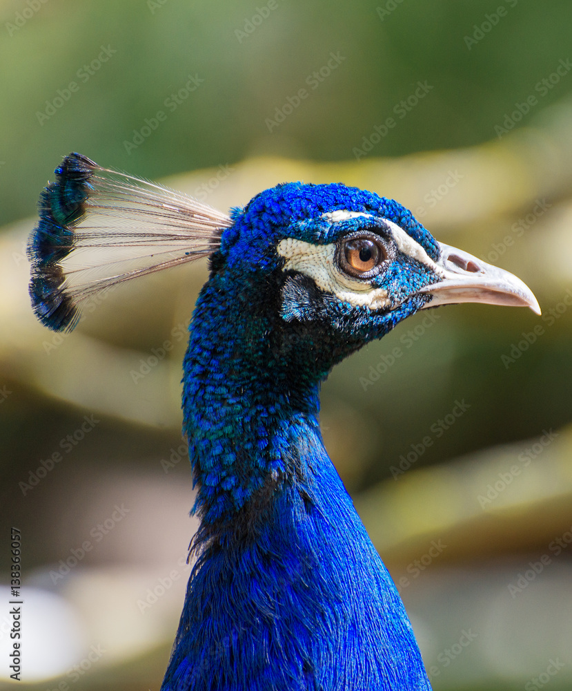 Naklejka premium Portrait of blue peacock outdoors.