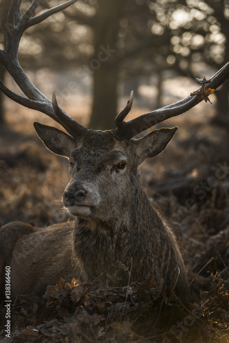 old deer © domek73