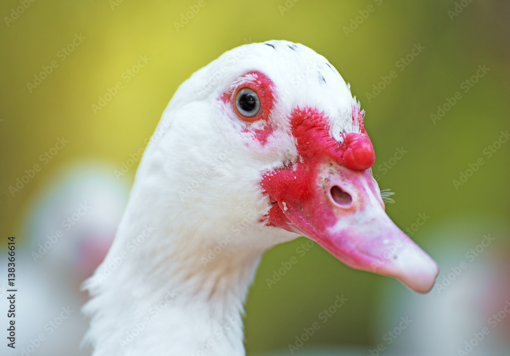 Portrait of white Muscovy duck outdoors. Portrait of white Muscovy duck outdoors.