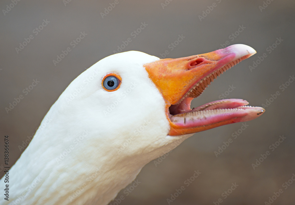 Fototapeta premium Portrait of white screaming goose outdoors.