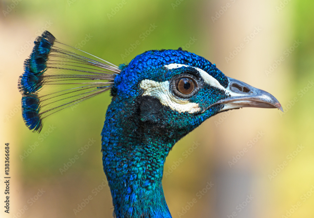 Naklejka premium Portrait of blue peacock outdoors.