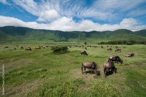 Cattle at  the ngorongoro crater, tanzania © עמית ארז