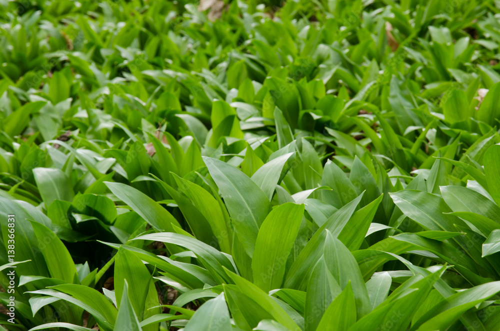Obraz premium wild garlic leaves