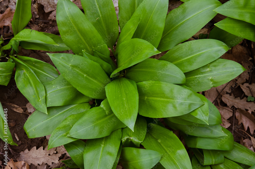 Fototapeta premium wild garlic leaves