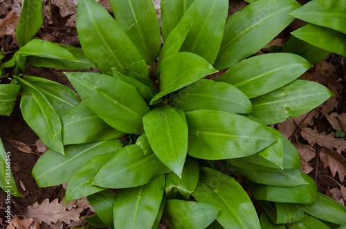 wild garlic leaves