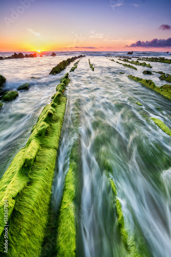 seaweed to infinite at barrika beach, Spain photo