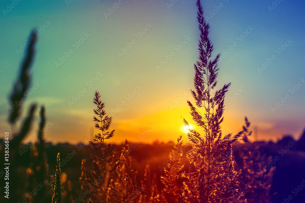 Grass at sunset, the sun.