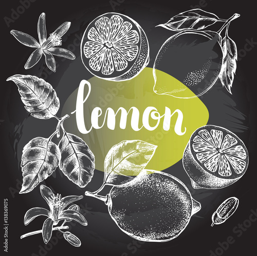 Ink hand drawn lemon set with brush calligraphy style lettering. Citrus fruit elements collection for design labels, packaging, cards. Vector illustration.