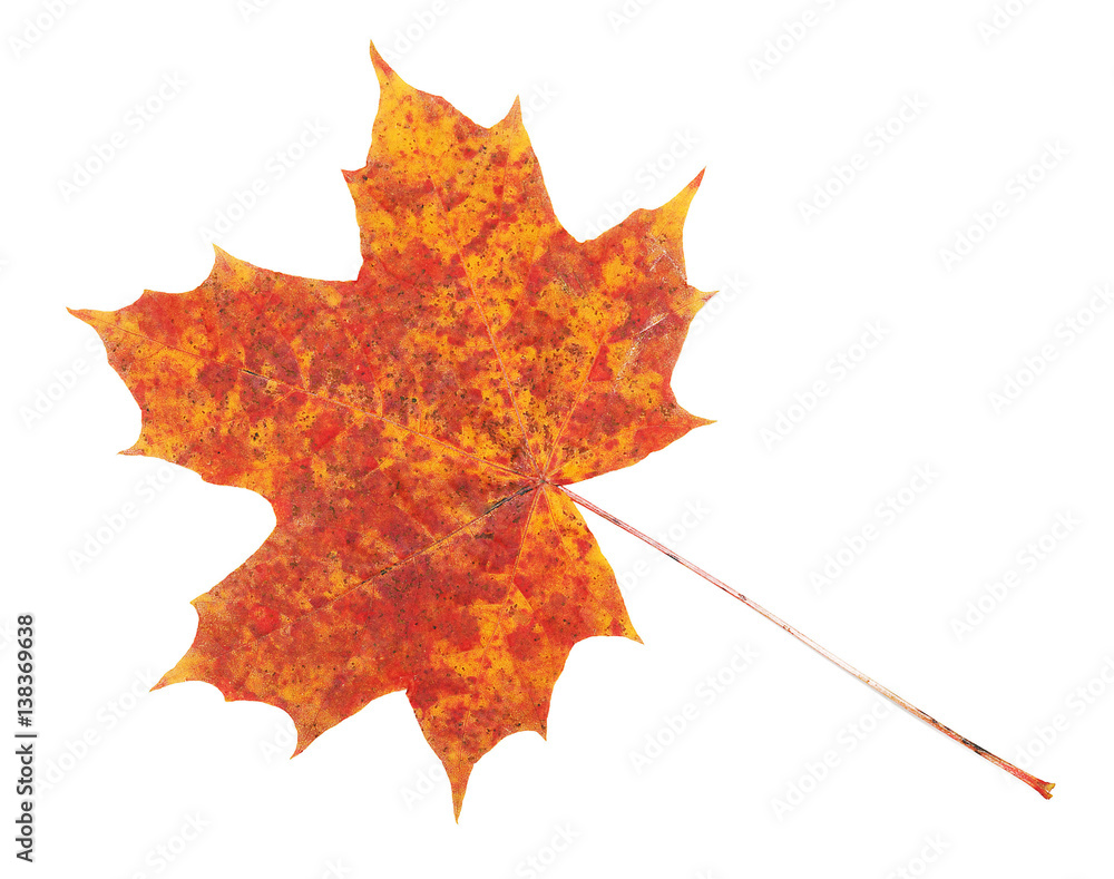 Fototapeta premium Red, yellow maple leaf on white background